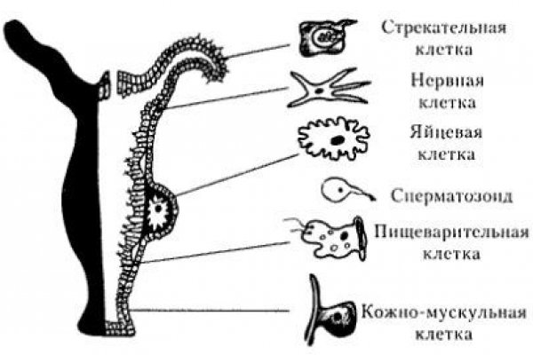 Ссылка официальный сайт кракен